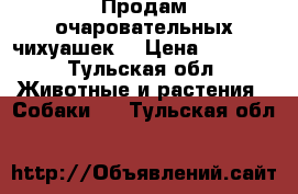 Продам очаровательных чихуашек  › Цена ­ 2 000 - Тульская обл. Животные и растения » Собаки   . Тульская обл.